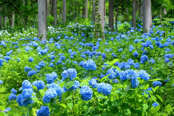 ひと雨降ってほしくなる…雨が似合う花の咲く名所の記事画像