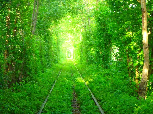 もっと先へと進みたくなるトンネル絶景の記事画像