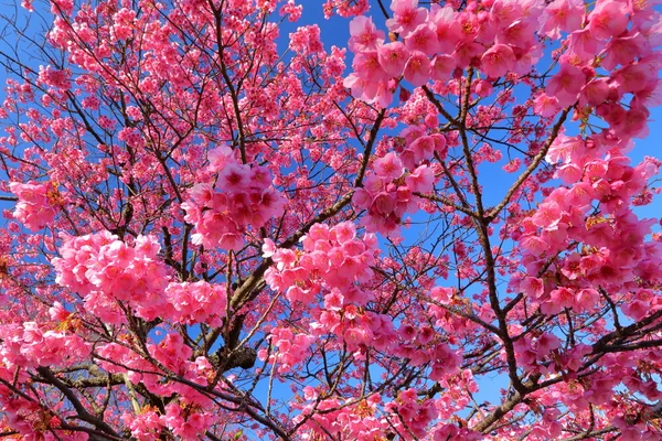 SAKURA―色鮮やかな花に日本の春を感じるの記事画像