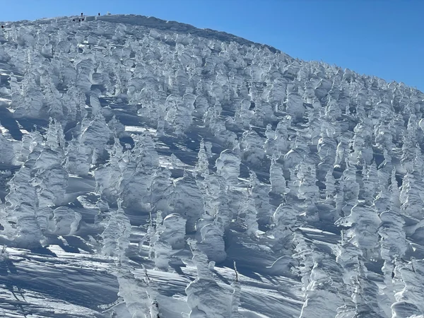 厳寒期の、白く美しい雪と氷の絶景♪の記事画像