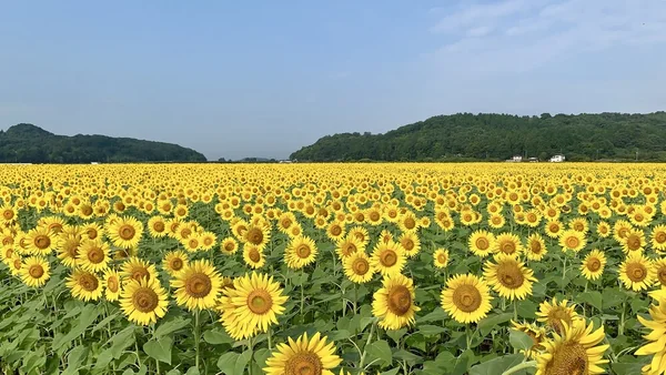 夏の暑さを吹き飛ばす。元気をくれるひまわり畑に会いに行こう！の記事画像