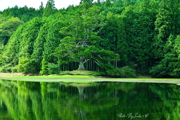 存在感が半端ない！“木”が主役になるスポットの記事画像