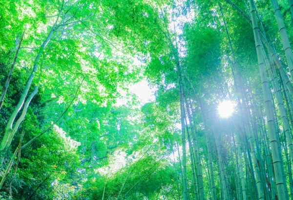 緑が光る竹の絶景の記事画像