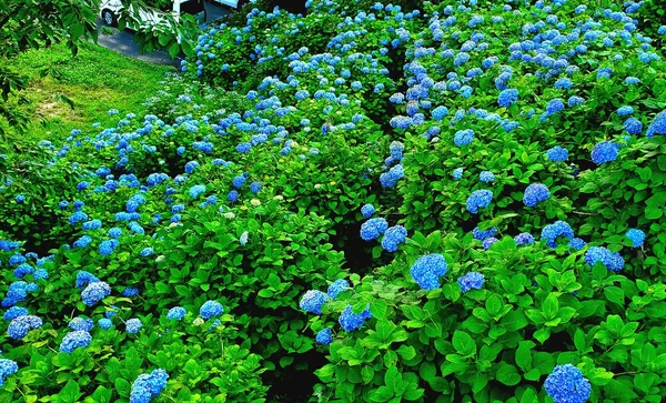 雨の時季にひときわ鮮やか　アジサイの美しき世界の記事画像