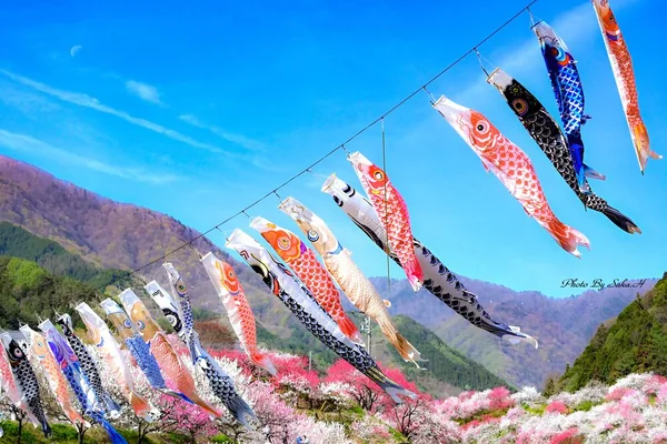 春の風を受けて悠々と。鯉のぼりの絶景の記事画像