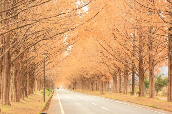 どこまでも長く...遙か彼方までつながる並木道の美景の記事画像