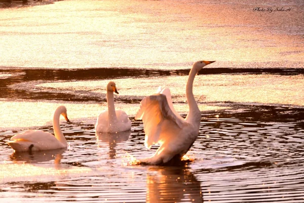 純白の翼に光を受けての記事画像