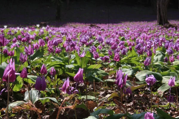 春の野花を求めて。メイン画像