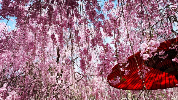 今年も魅せます！桜の絶景5選の記事画像