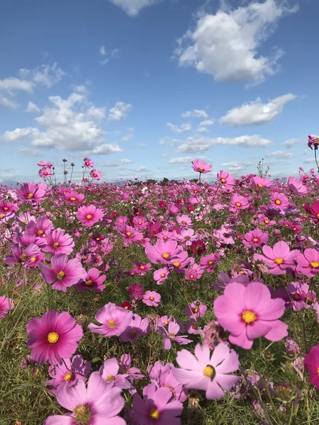 ファインダーに収まりきらない！日本の美しいお花畑の記事画像