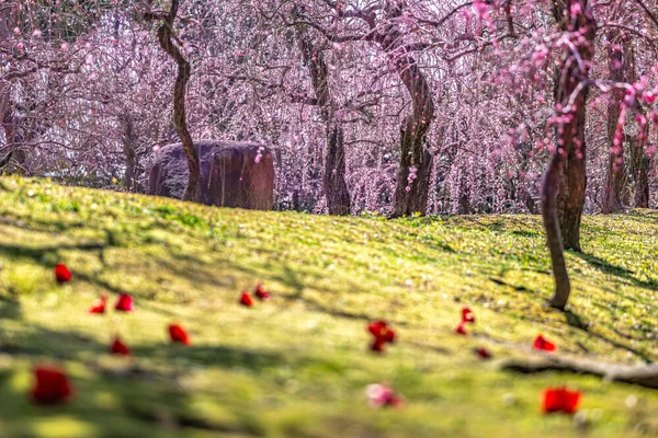 春到来！かぐわしい梅の絶景の記事画像