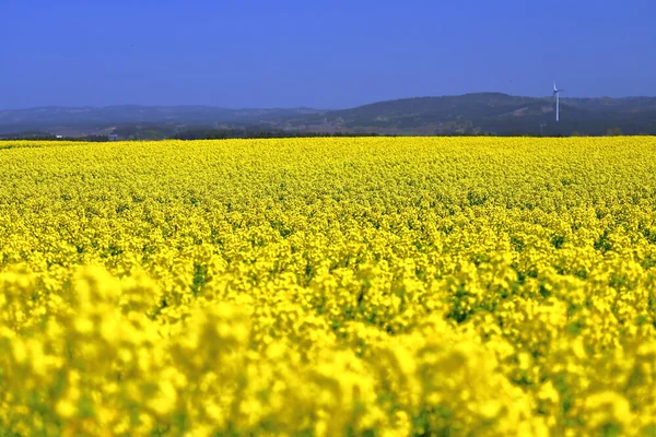 早春の彩り ― 菜の花と春の風景メイン画像