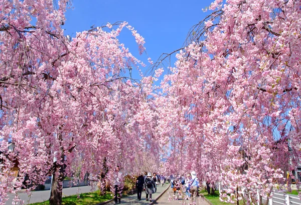 まだまだ桜！さくら！　ソメイヨシノだけじゃない、さまざまな桜の絶景の記事画像