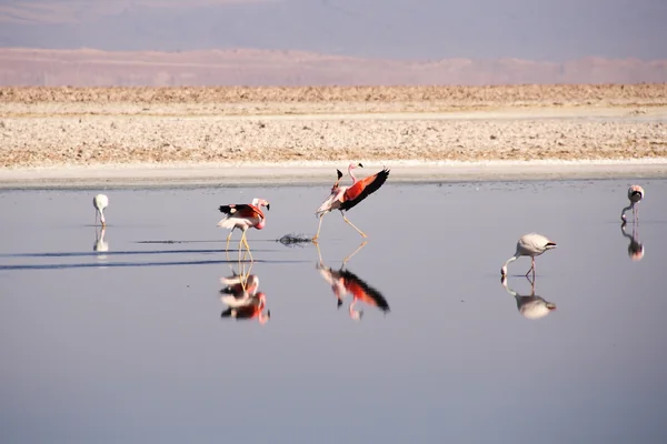 アニマル・ウォッチング！ 世界のかわいい動物たちと美しい場所の記事画像