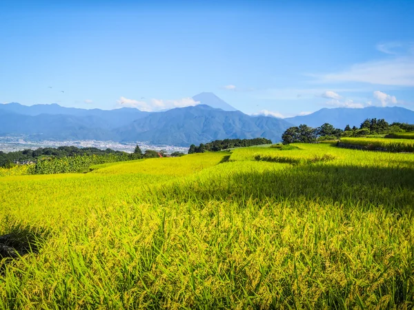 豊作祈願！色づく稲穂の風景の記事画像