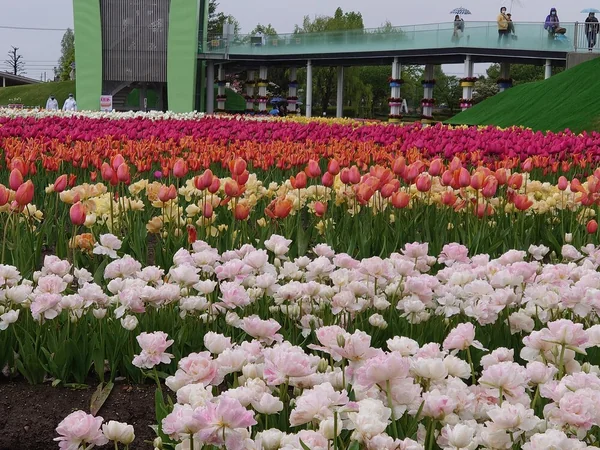 もうすぐ春ですね♪美しい花々の絶景の記事画像