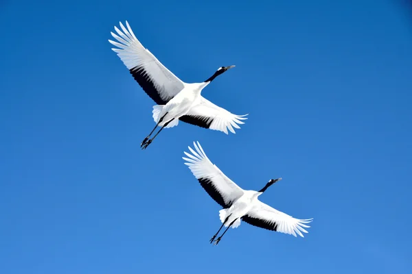 「DUAL」　二つから生まれるハーモニーの記事画像