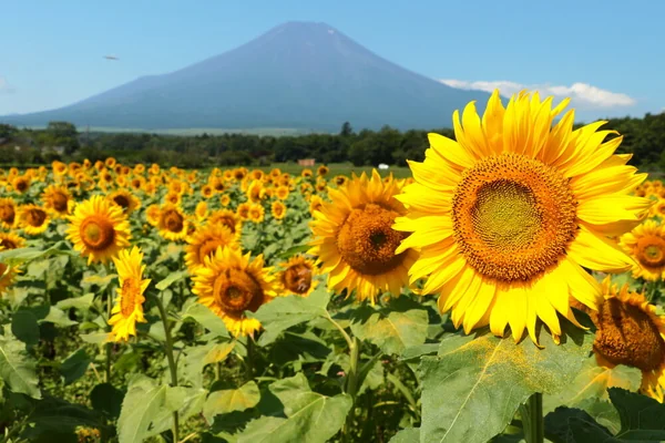 夏に元気な“太陽の花”ひまわりの記事画像
