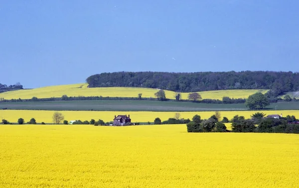 黄色の絶景！　美しい菜の花畑の記事画像