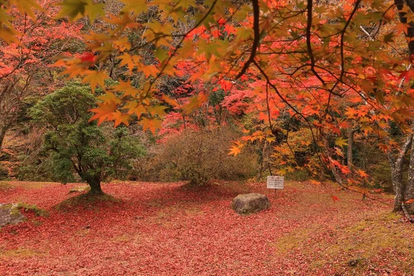 艶やかさに目を奪われる紅葉の美の記事画像