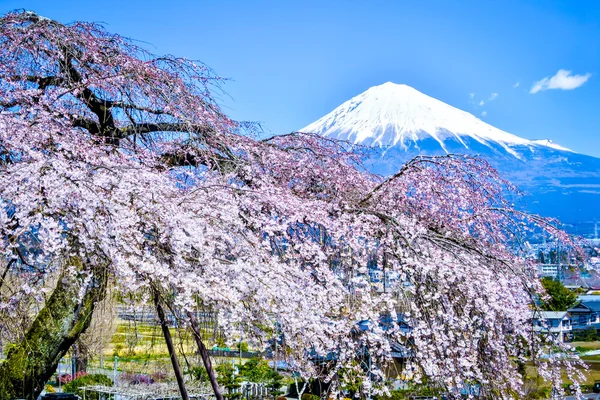 日本列島さくらいろ　―咲いた 咲いた 桜が咲いた―の記事画像