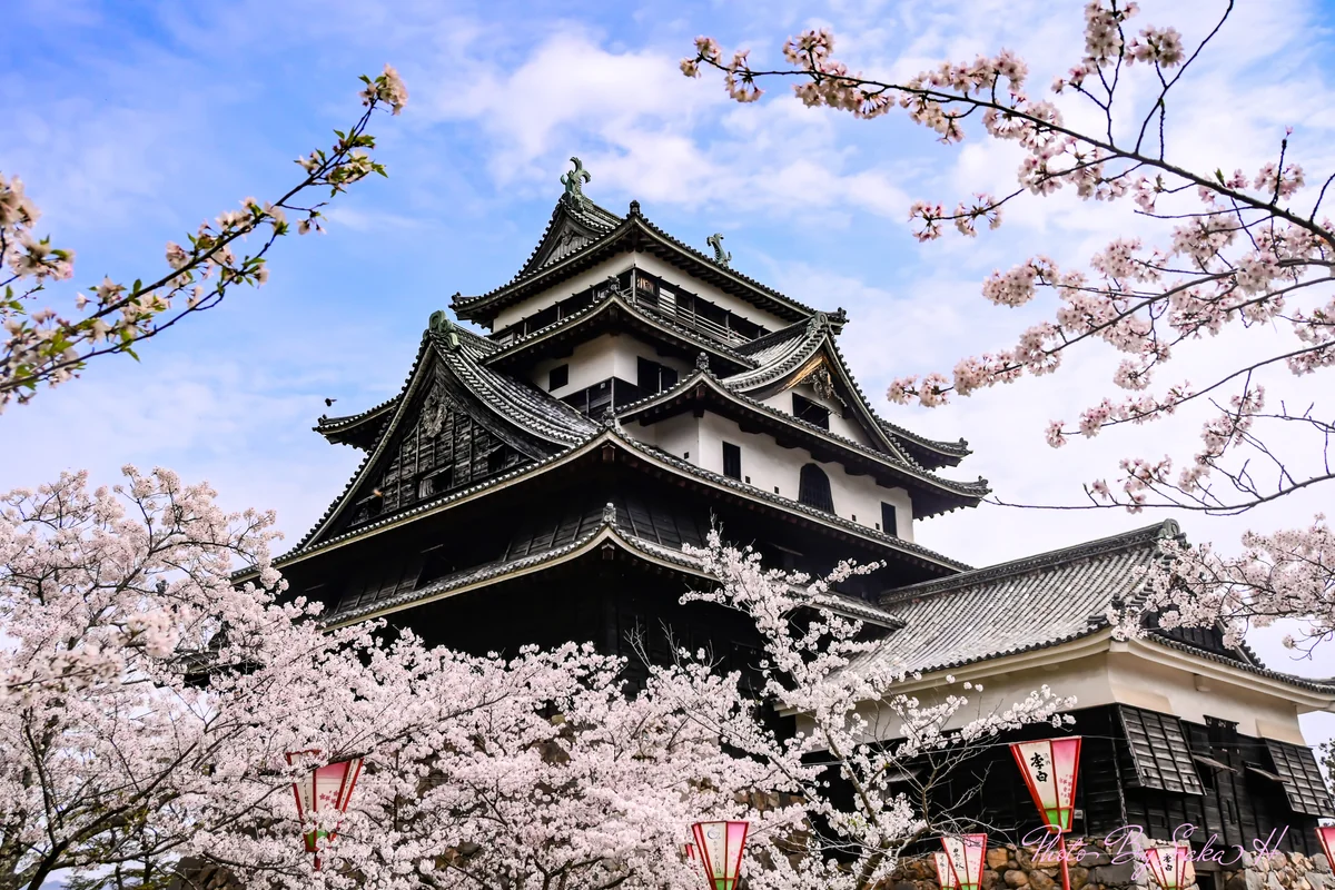 投稿写真：松江城と桜