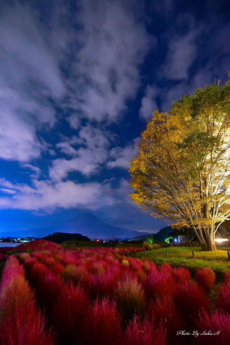 投稿写真：富士山とコキア