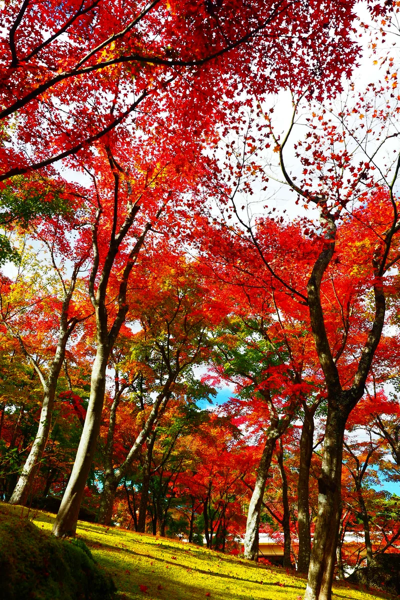 投稿写真：箱根美術館　紅葉