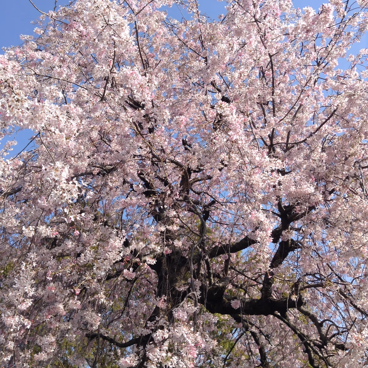 投稿写真：見沼氷川公園の桜