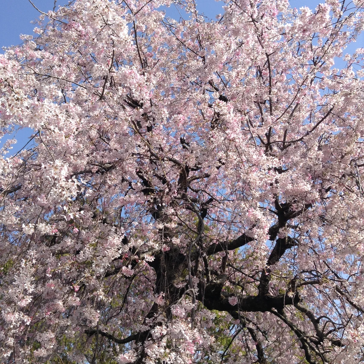 投稿写真：見沼氷川公園の桜