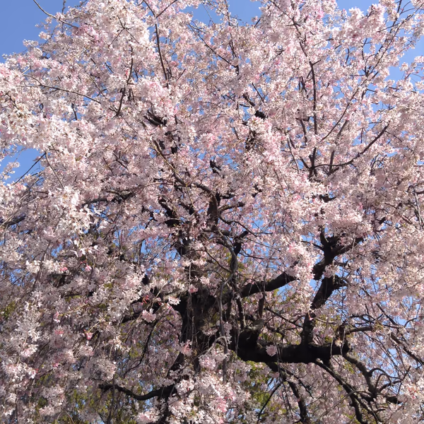 投稿：見沼氷川公園の桜