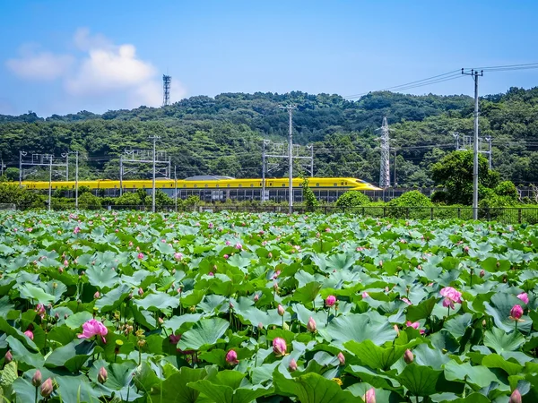 投稿：ハスの花とドクターイエロー①