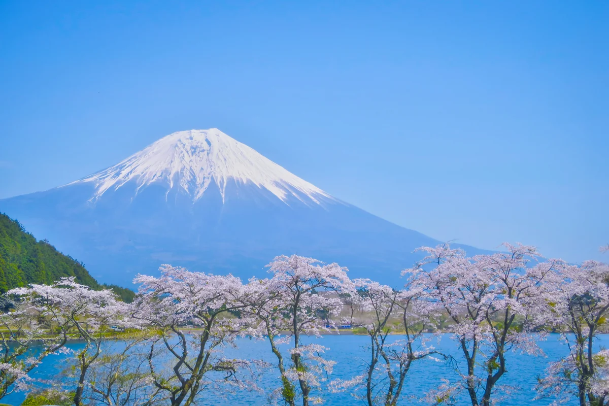 投稿写真：桜と富士山
