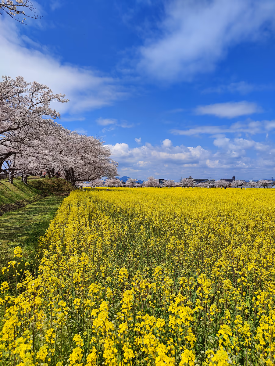 投稿写真：藤原宮跡