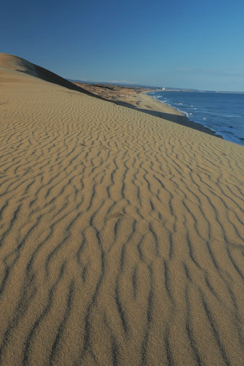 投稿写真：鳥取砂丘　風紋