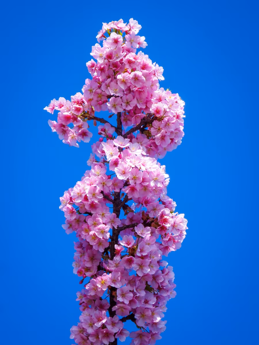 投稿写真：河津桜