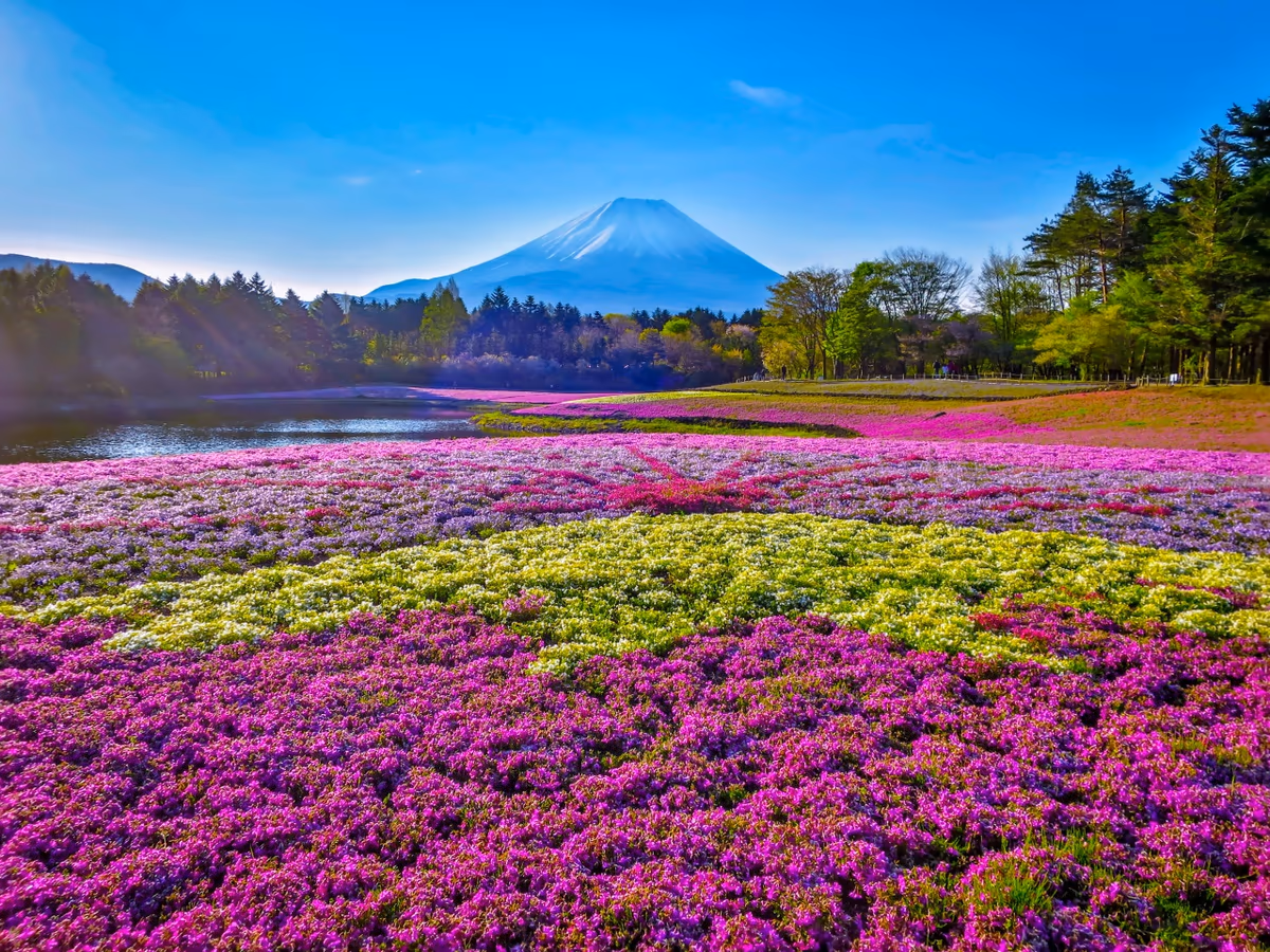 投稿写真：富士芝桜まつり~ダイヤモンド富士