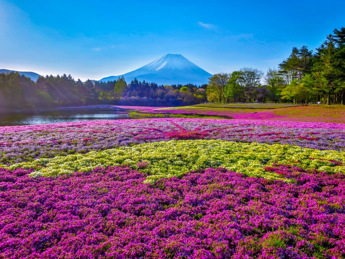 投稿写真：富士芝桜まつり~ダイヤモンド富士