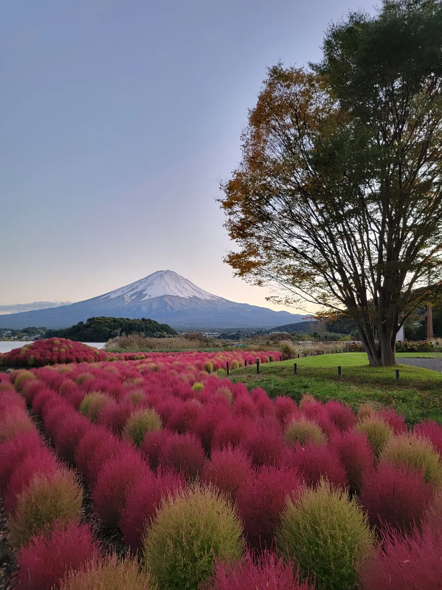 投稿写真：薄暮白富士とコキア