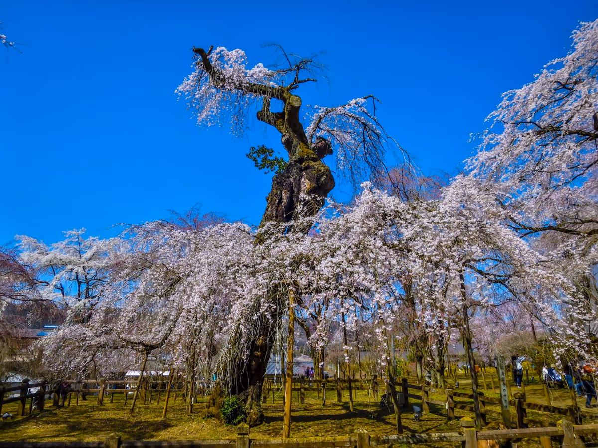 投稿写真：青空に映える満開のエドヒガンザクラ