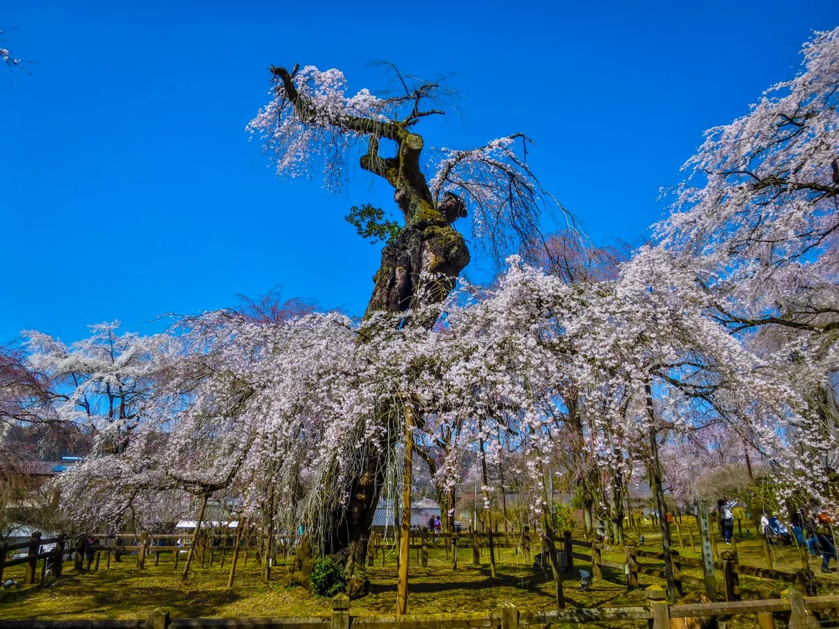 投稿写真：青空に映える満開のエドヒガンザクラ