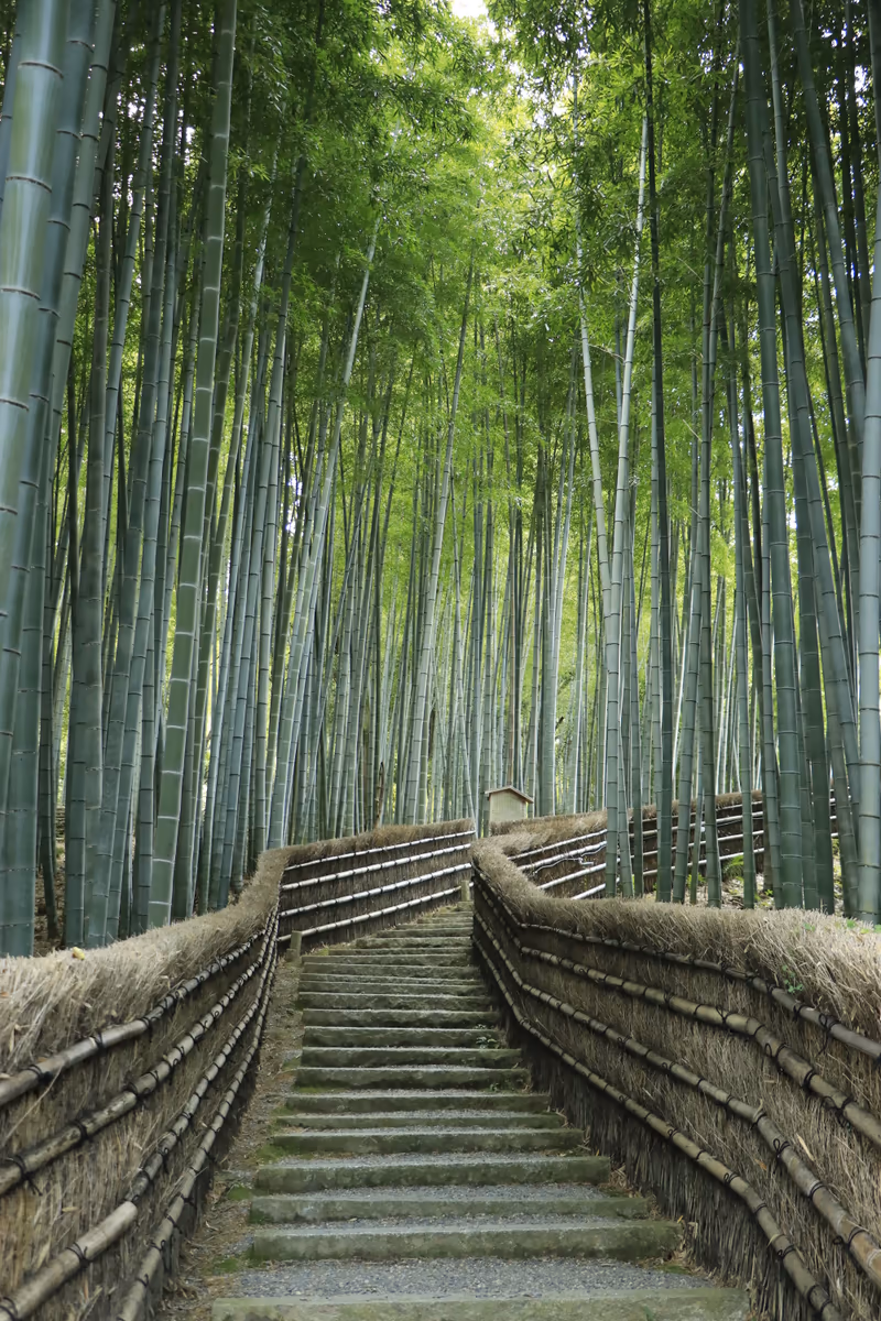 投稿写真：静かな竹林