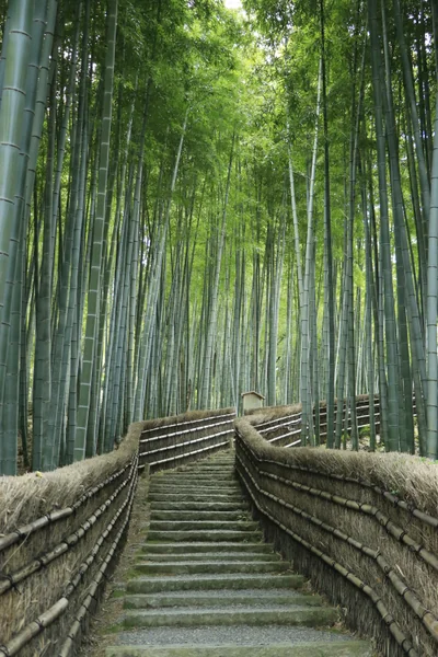 投稿：静かな竹林