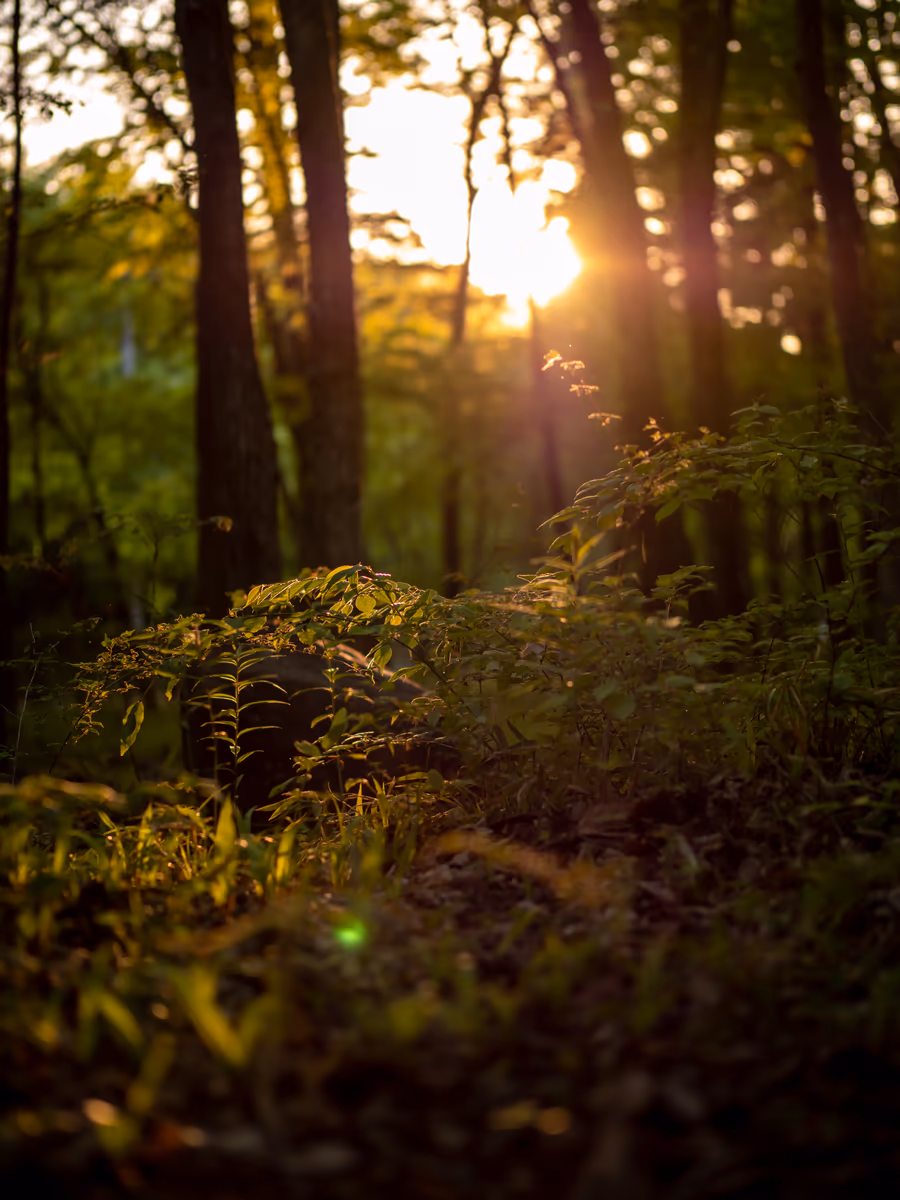 投稿写真：夕焼けの森