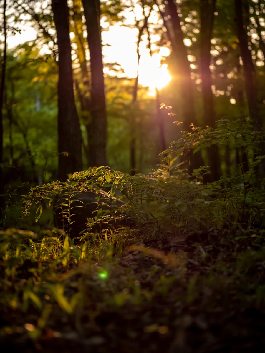 投稿写真：夕焼けの森