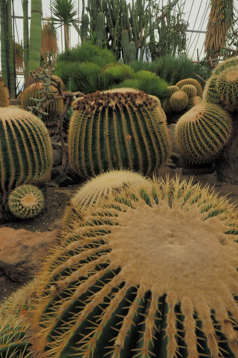 投稿写真：サボテン