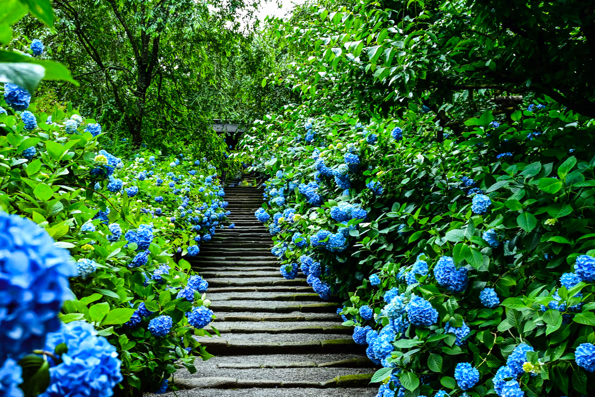 投稿写真：紫陽花小径