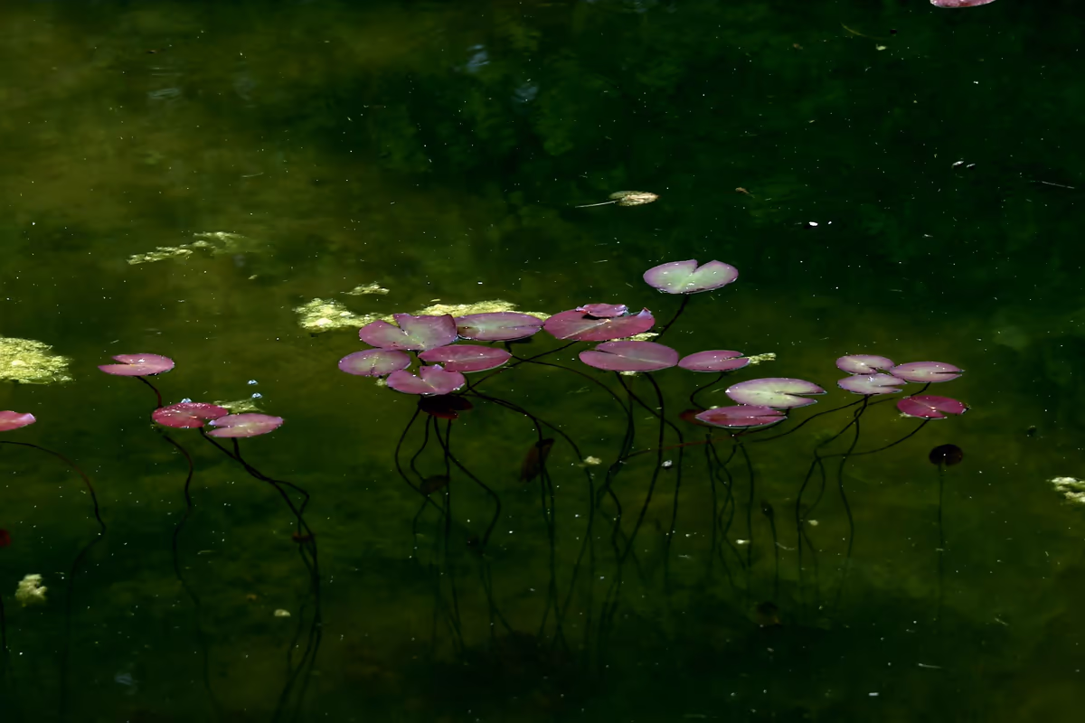 投稿写真：睡蓮