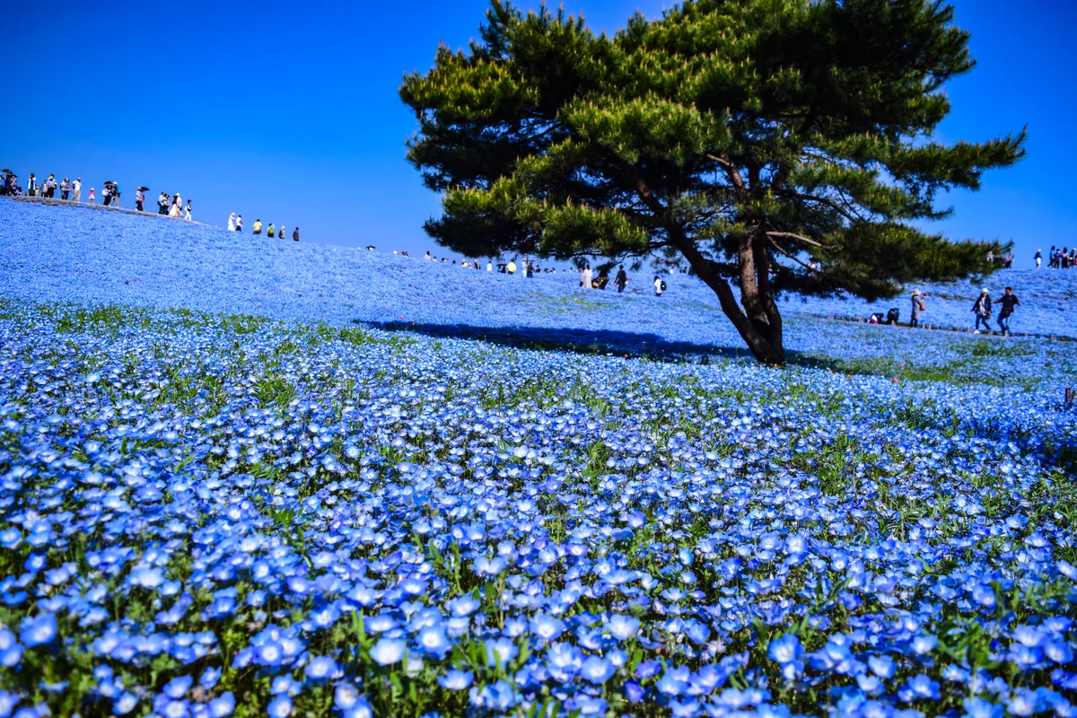 投稿写真：青の世界