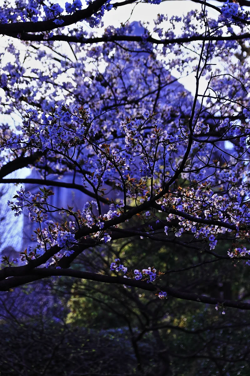 投稿写真：議事堂桜